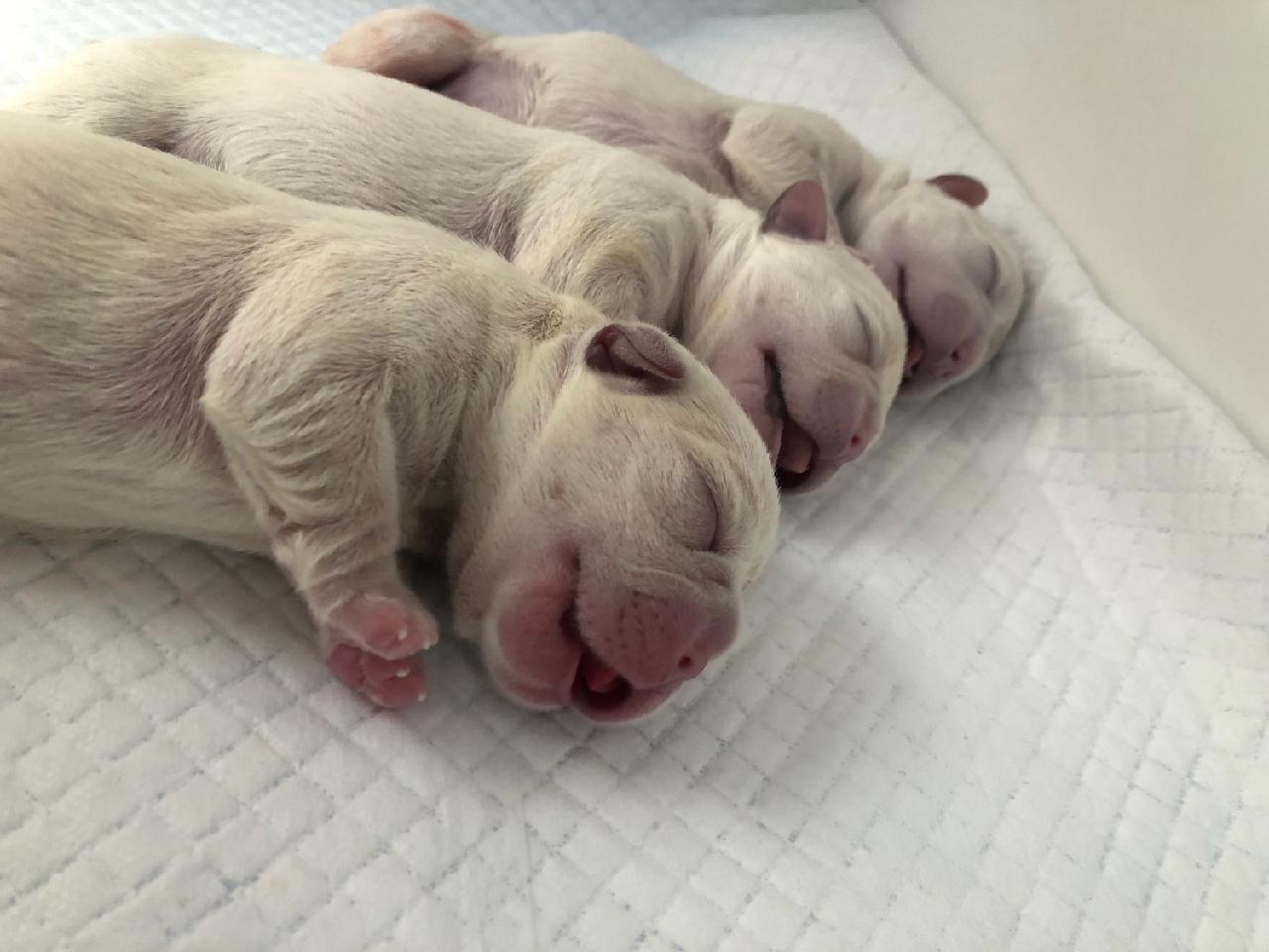 Lots of Dalmatian puppies