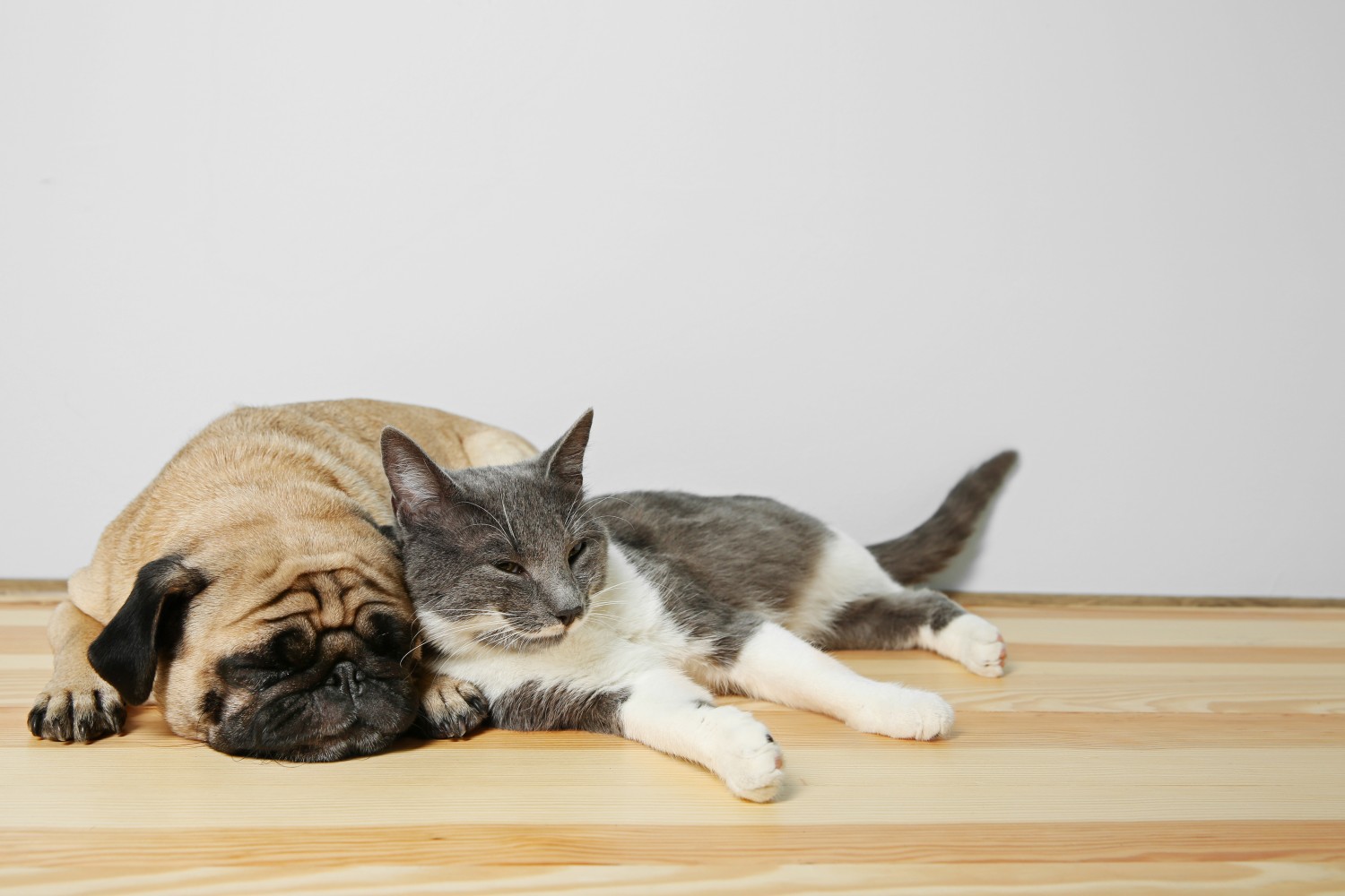 Cat & Dog Snuggled - About Orangevale Veterinary Hospital, Inc. in Orangevale, CA