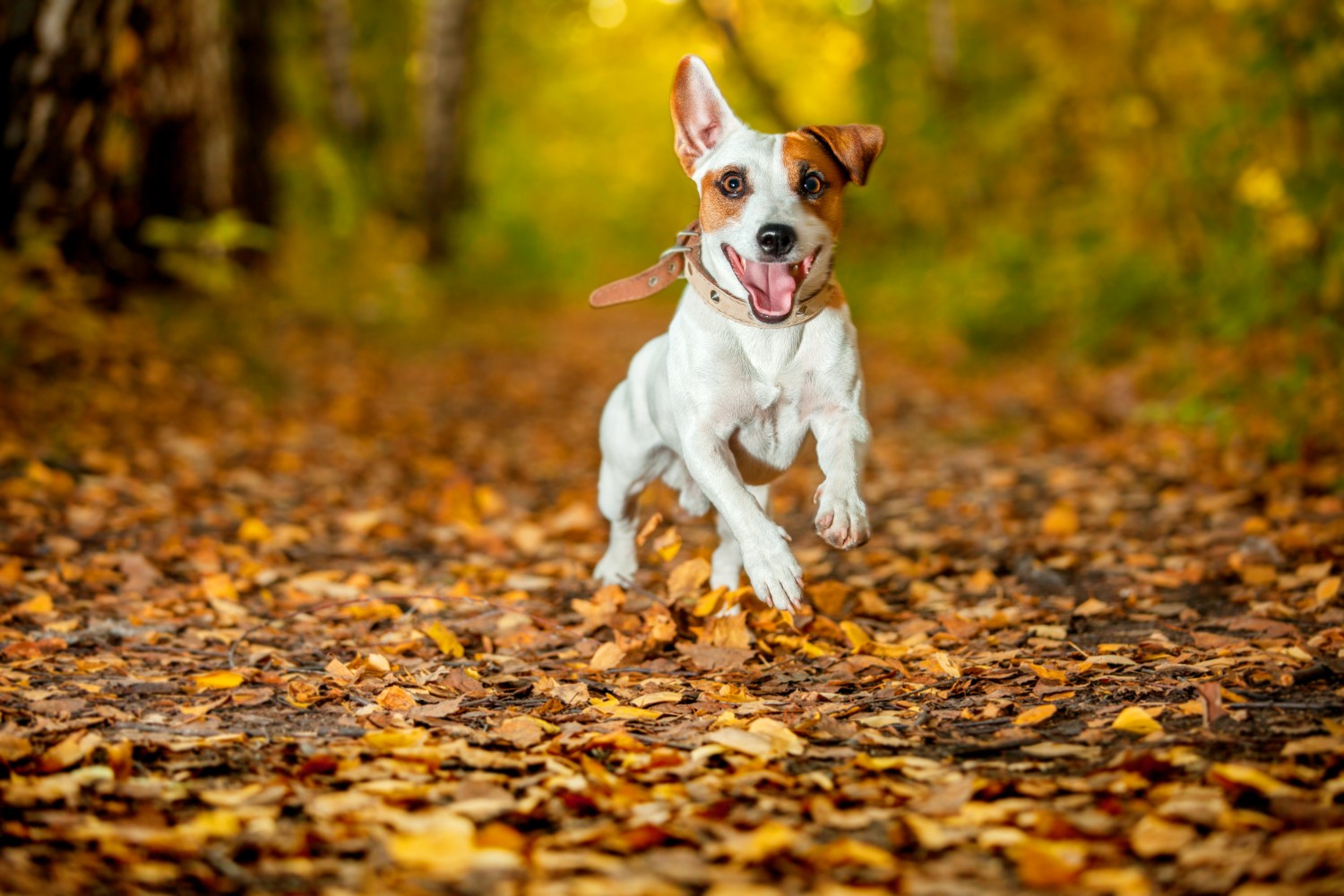 Dog happily running thru leaves