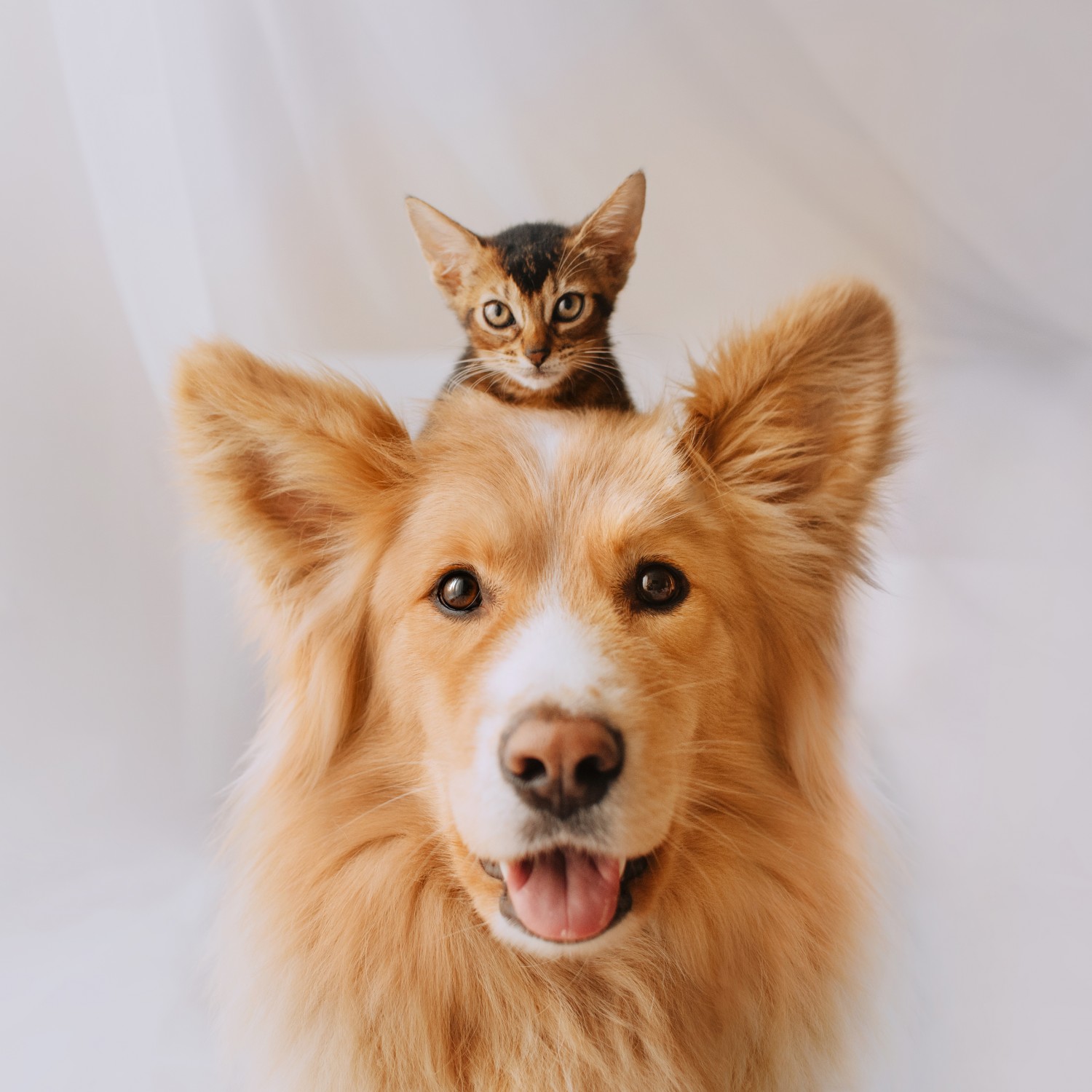 Dog with cat on his head