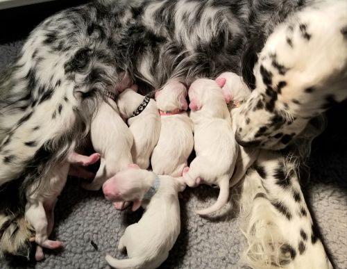 Dalmatian feeding puppies