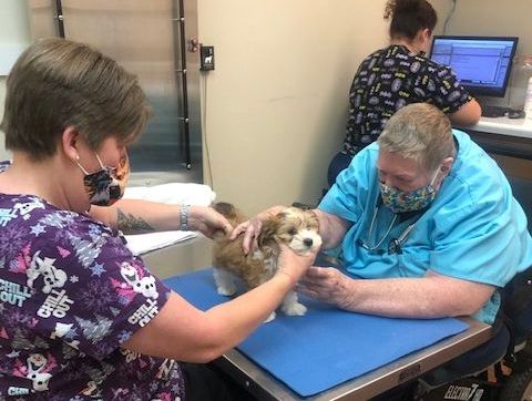 Doctor and Staff examining a puppy