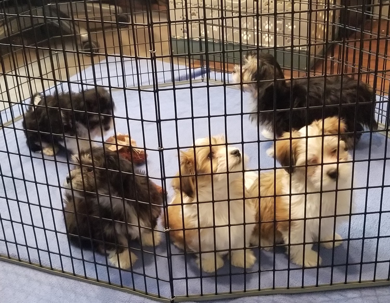 Lots of puppies in a pen