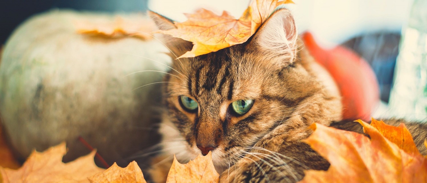 Cat with pumpkin and leaves